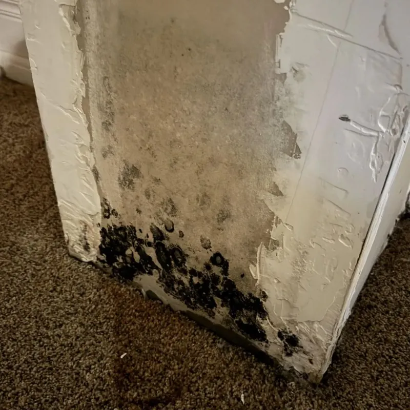 Professional Mold Removal in Pilot Point, TX